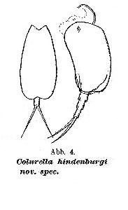 Steinecke, F (1916): Schriften der Physikalisch-ökonomischen Gesellschaft zu Königsberg in Preussen 57 p.97, fig.4